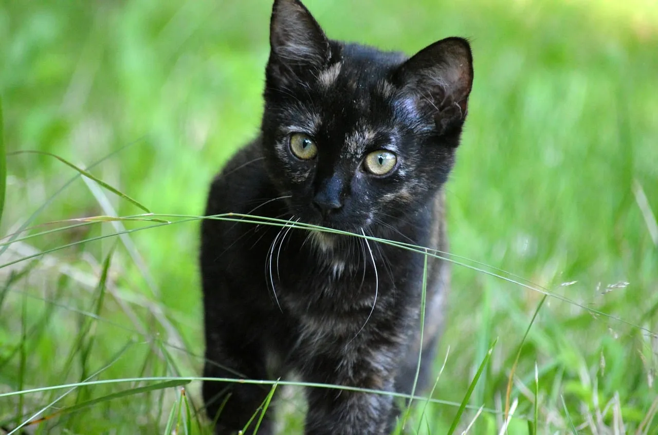 Enchanting Gaze: A Dark Tabby Kitten in Lush Green Grass