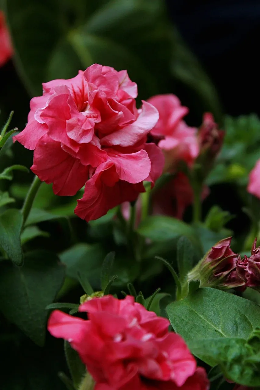 Vibrant Pink Petunia Blooms in Lush Garden