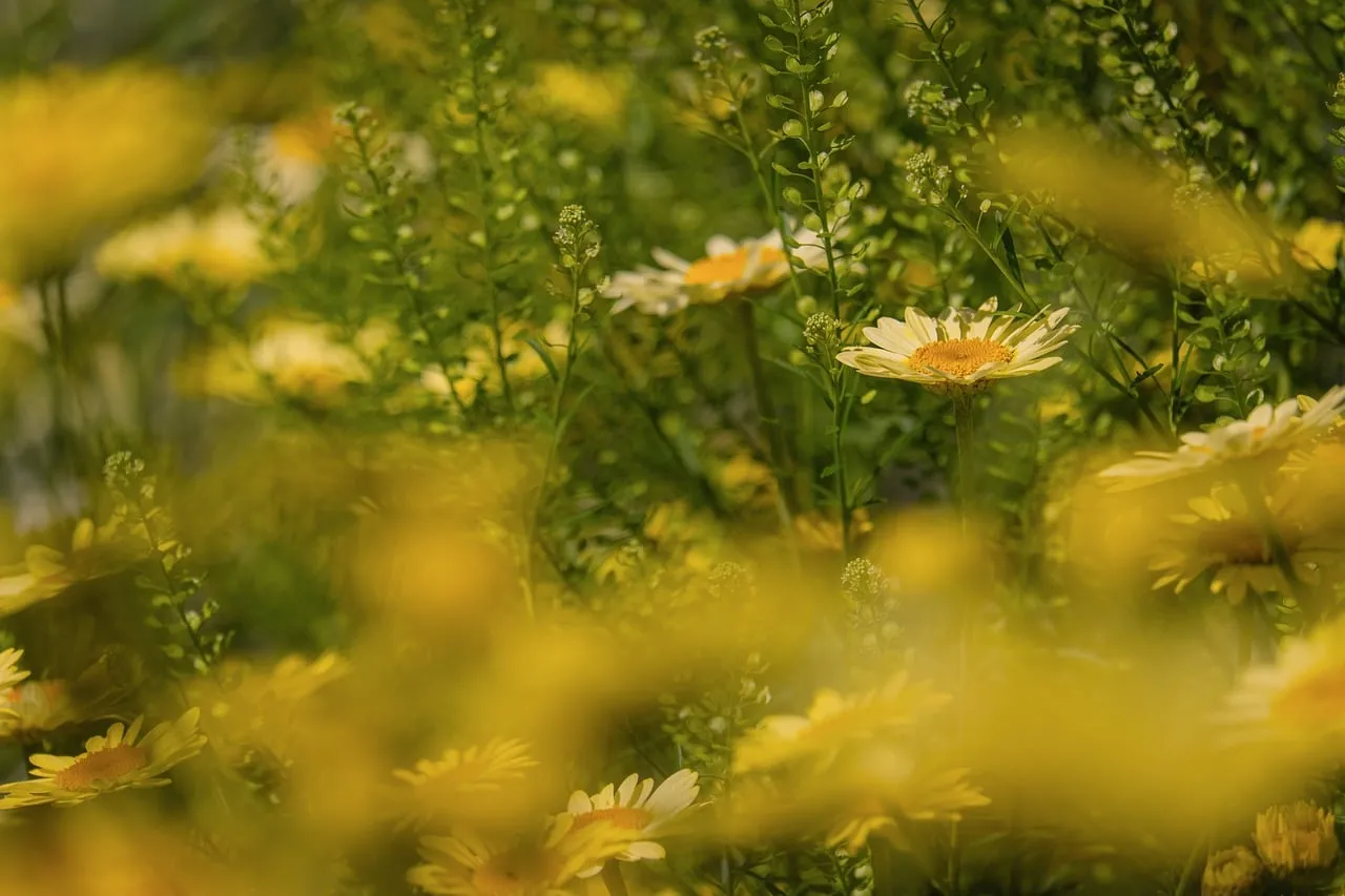 Vibrant Yellow Blooms: A Summer Garden's Delight