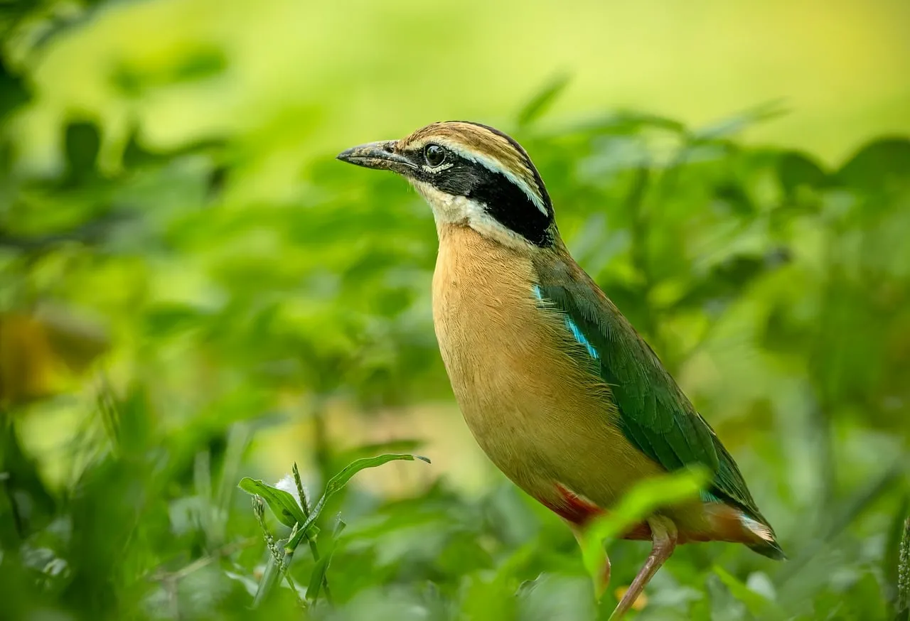 Exotic Bird Amidst Lush Green Tropical Foliage