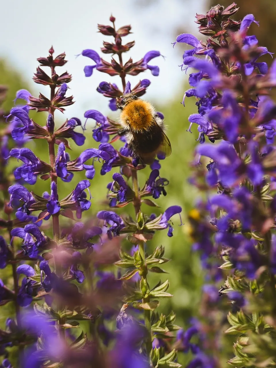 Vibrant Bumblebee Pollinating Wild Purple Flowers