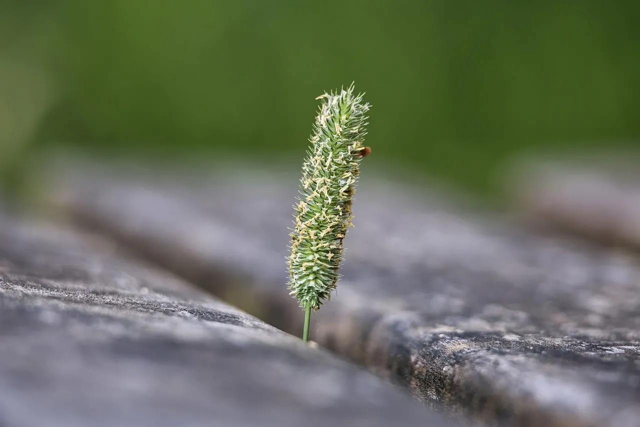 Vibrant Resilience: Macro Grass Growing Through Wooden Bench