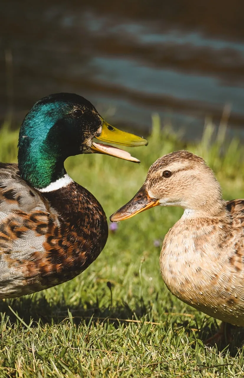Vibrant Mallards: A Close Encounter by the Water's Edge