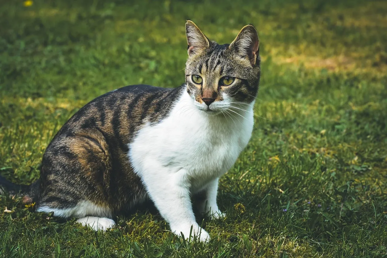Charming Tabby Cat Enjoys a Serene Outdoor Moment
