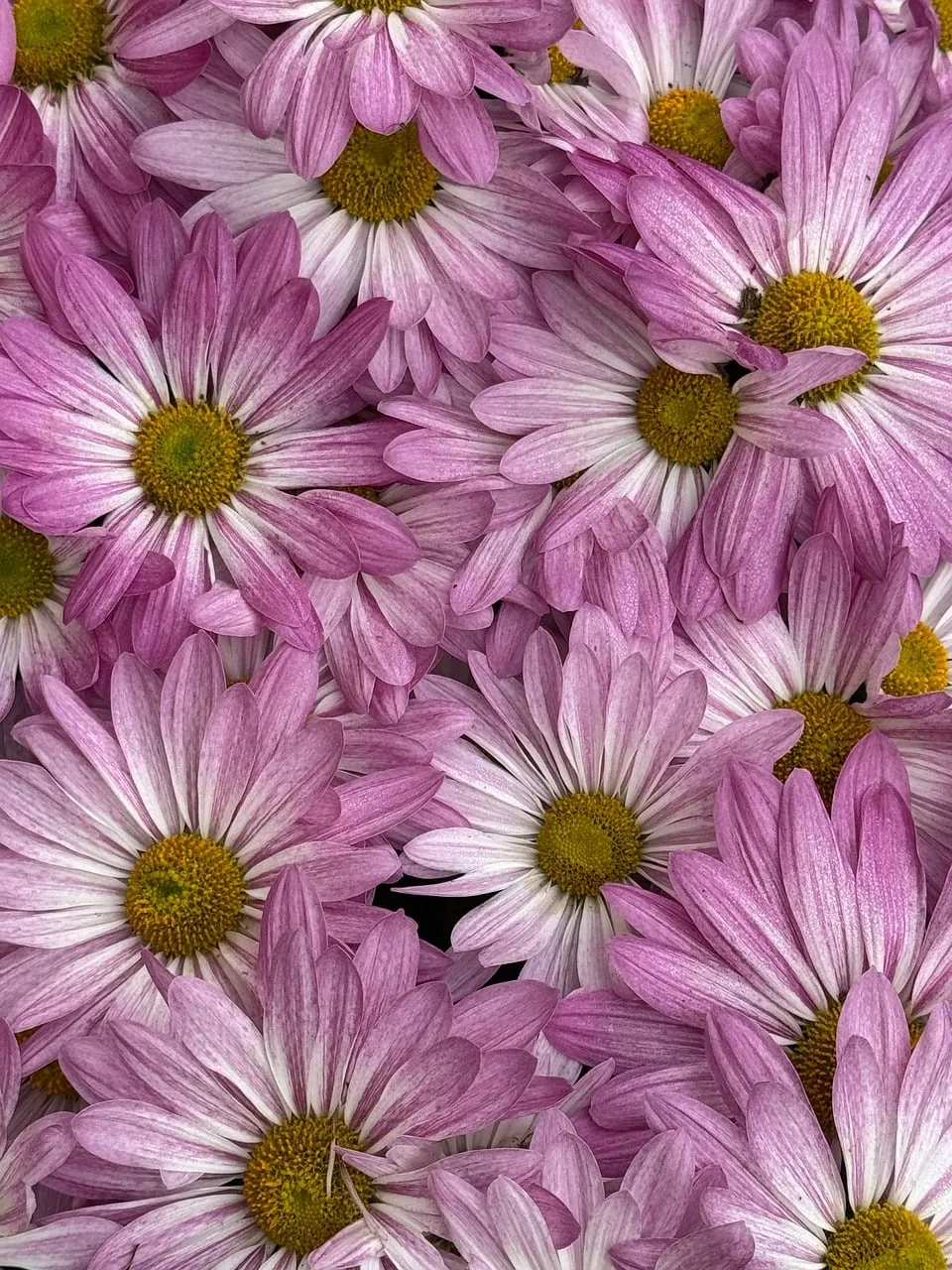 Vibrant Pink Summer Blooms: A Field of Floral Delight