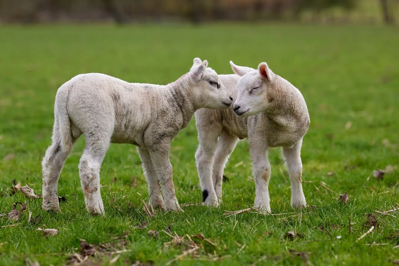 Adorable Duo: Newborn Lambs Embrace Spring's Tender Grass