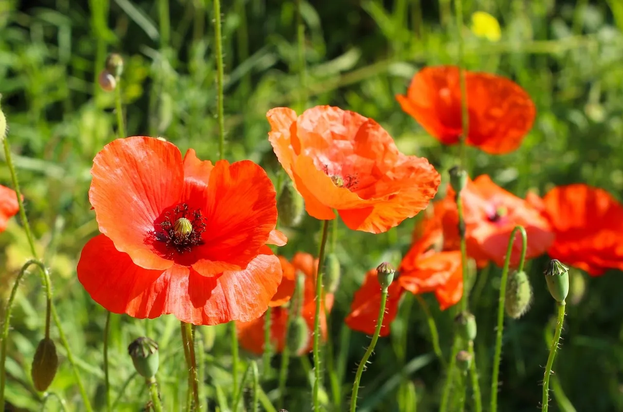 Vibrant Red Poppies: A Summer Meadow Dream