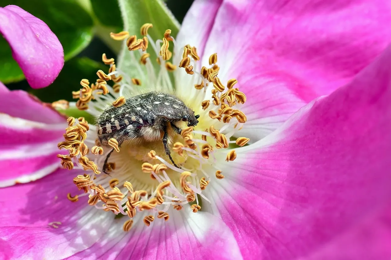 Macro Marvel: Beetle Delicately Pollinates a Vibrant Pink Dog Rose