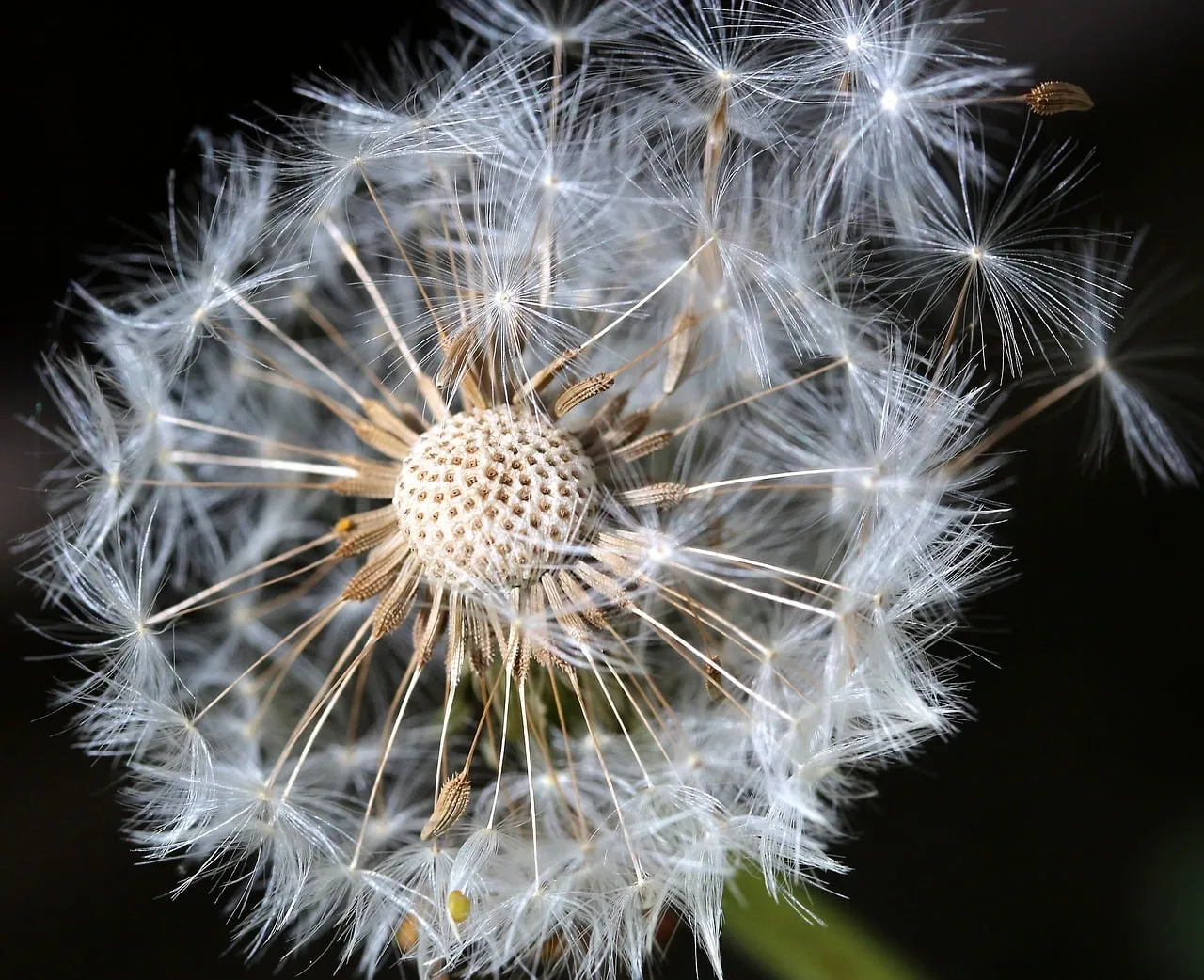 Enchanting Dandelion Seeds: A Delicate Dance of Nature