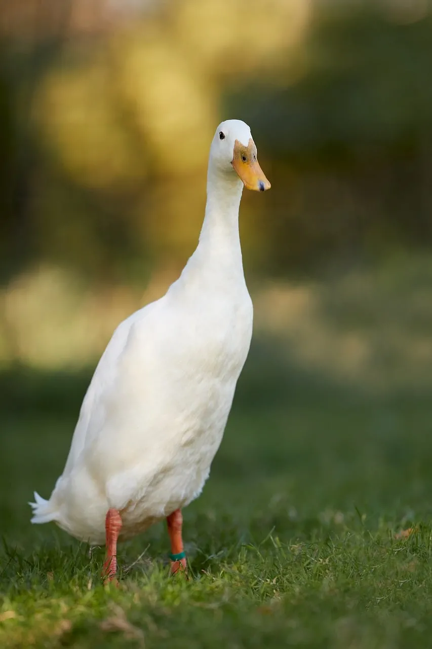 Graceful Runner Duck: Serene White Fowl in Nature