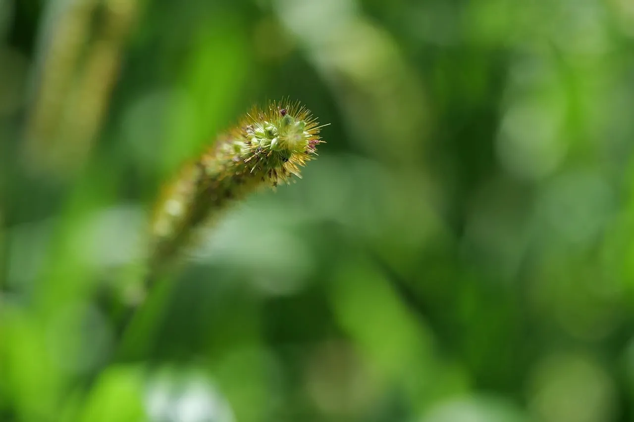Vibrant Summer Macro: Delicate Green Foxtail Grass Blade