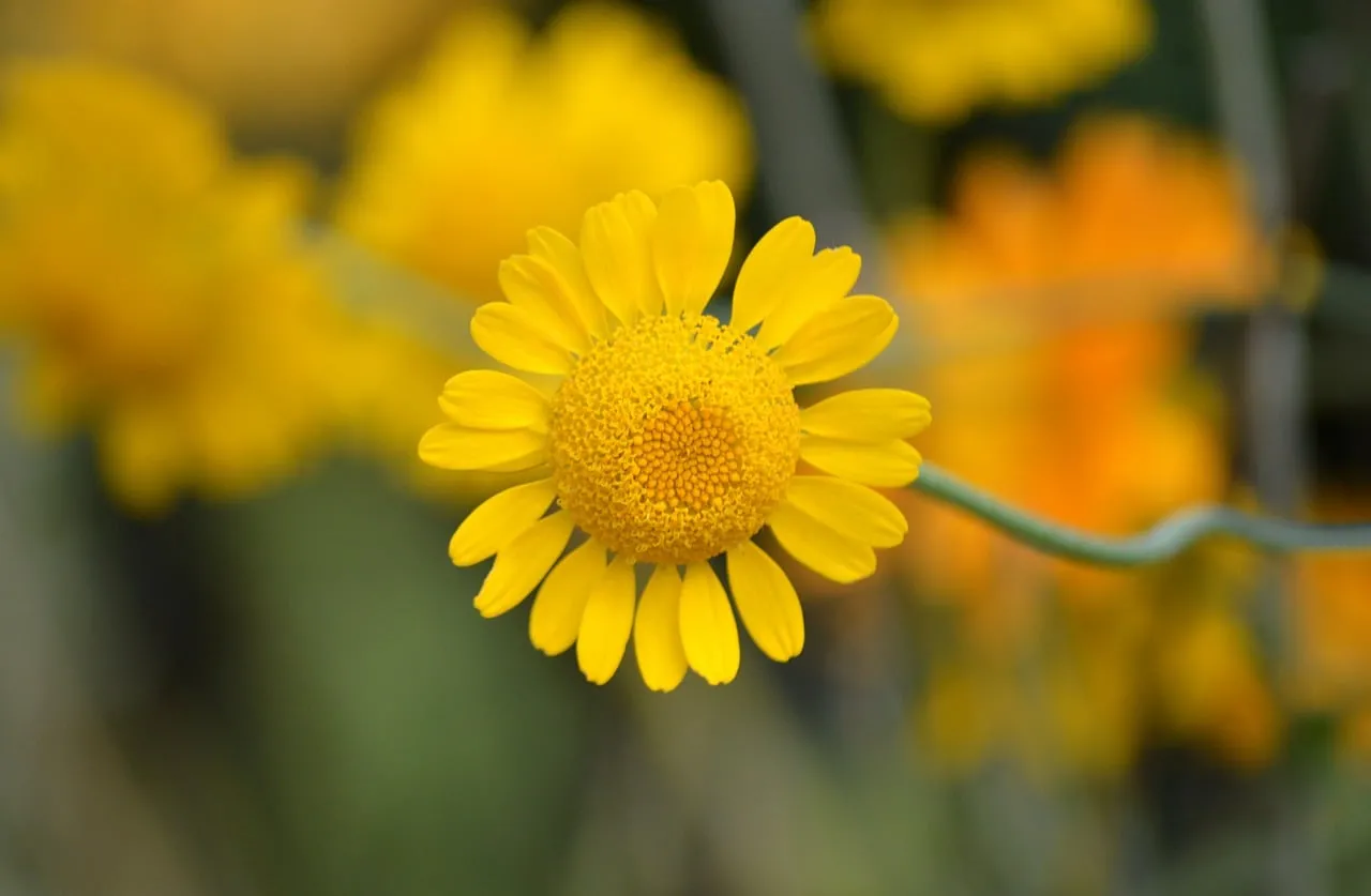 Vibrant Yellow Bloom: Macro Beauty of Summer Anemone