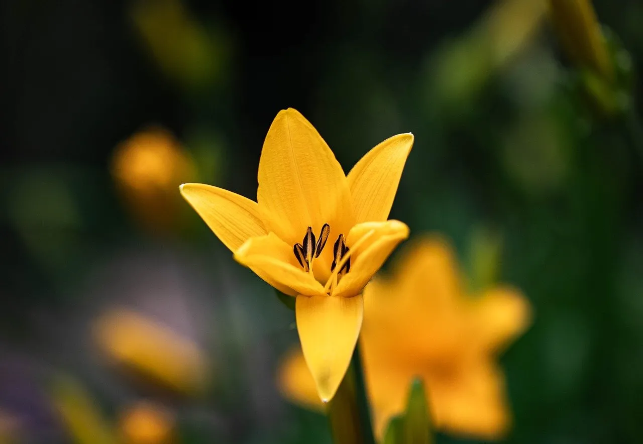 Vibrant Yellow Lily: A Summer Macro Delight