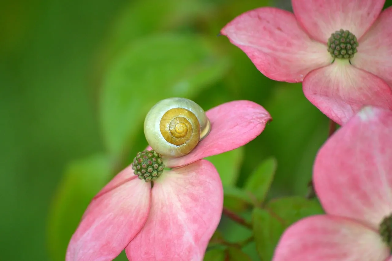 Enchanting Snail Rests on Delicate Pink Dogwood Bloom