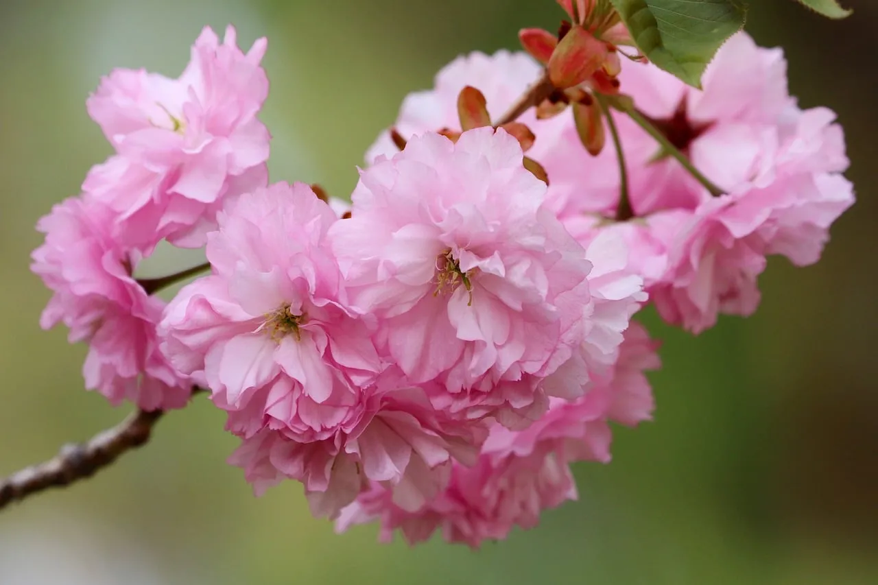Vibrant Pink Cherry Blossoms: Spring's Delicate Beauty