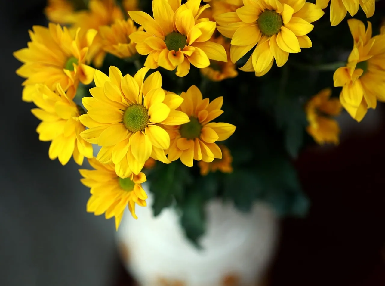Vibrant Yellow Gerbera Daisies: A Touch of Sunshine Indoors