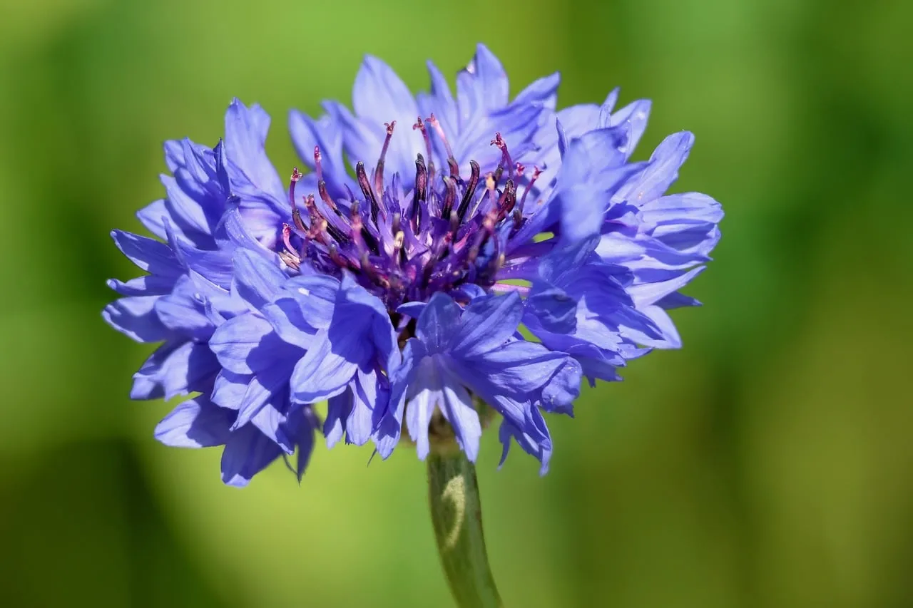 Vibrant Blue Cornflower: A Summer Meadow's Delicate Jewel