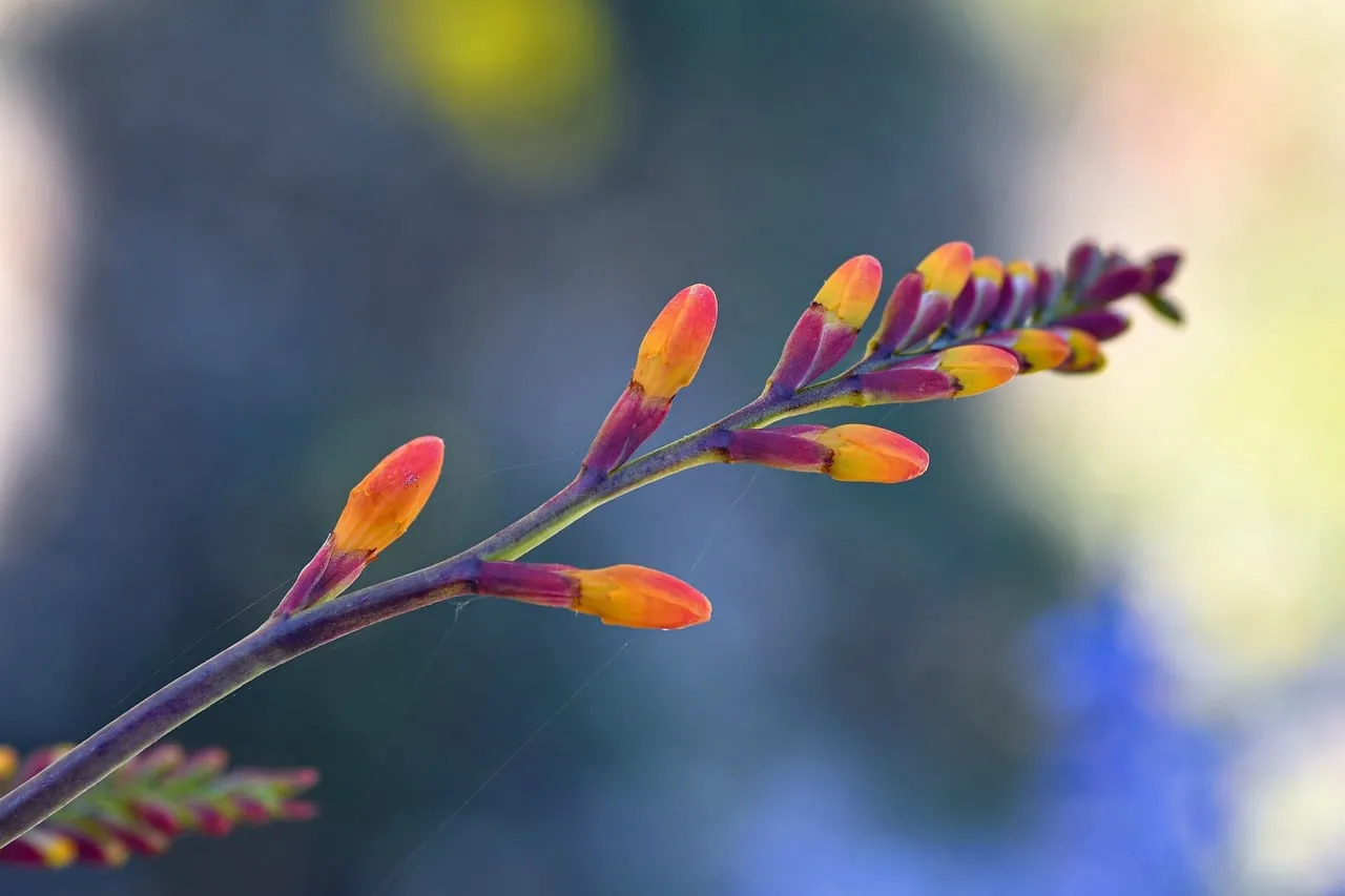 Vibrant Crocosmia Buds: A Macro Summer Symphony