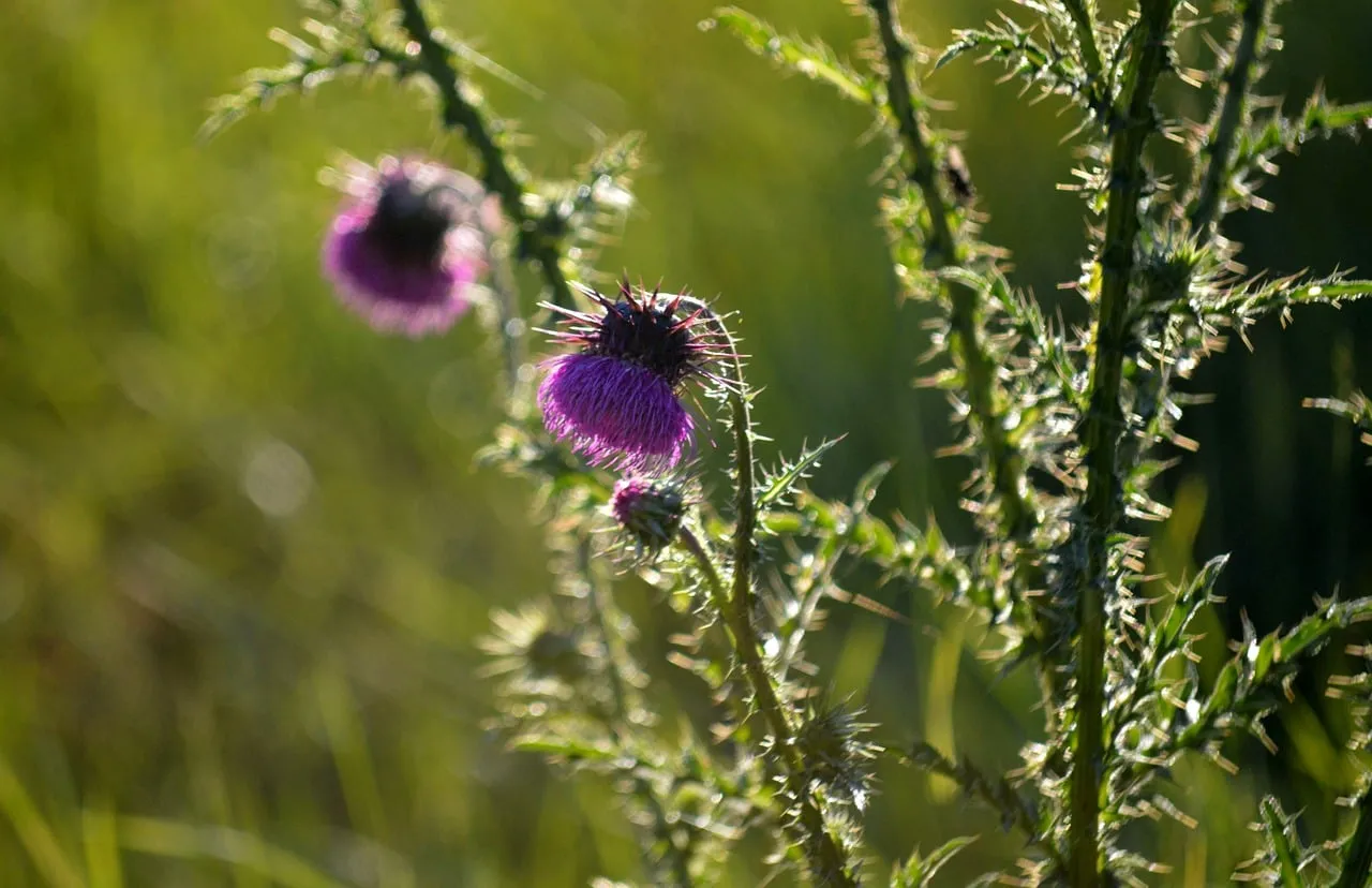 Vibrant Thistle Blooms: Nature's Thorny Beauty