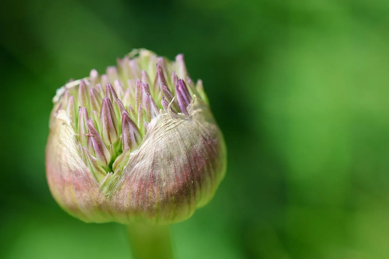 Vibrant Macro Shot: Budding Allium in Nature's Embrace