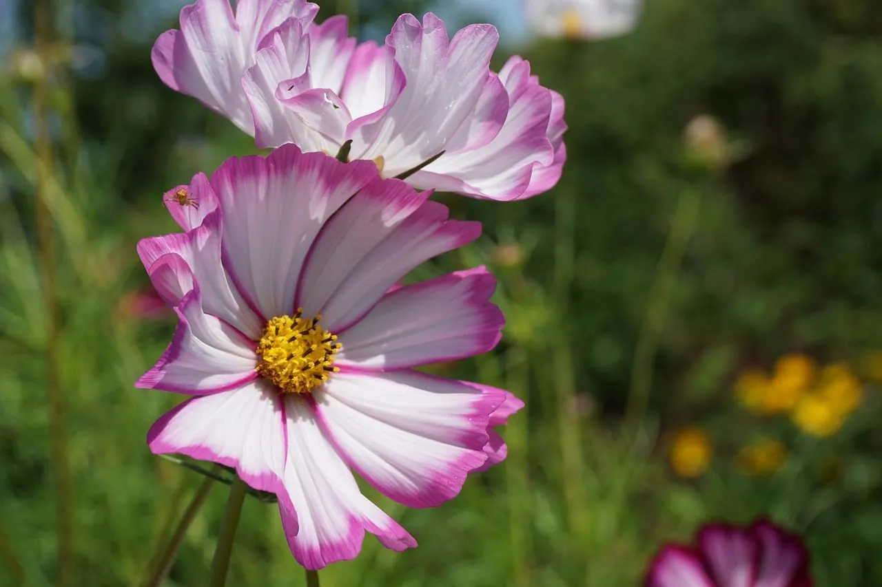 Vibrant Pink Cosmos Bloom in Sunlit Garden