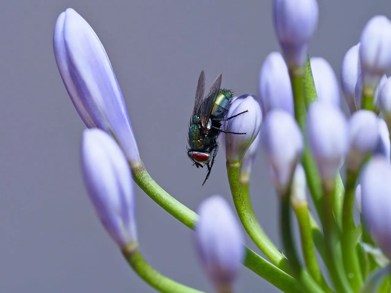Vibrant Macro: Fly on Blooming Purple Lily Bud
