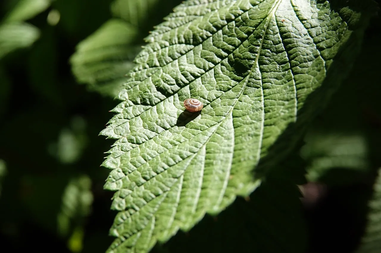 Macro Marvel: Tiny Snail's Journey on a Vibrant Green Leaf