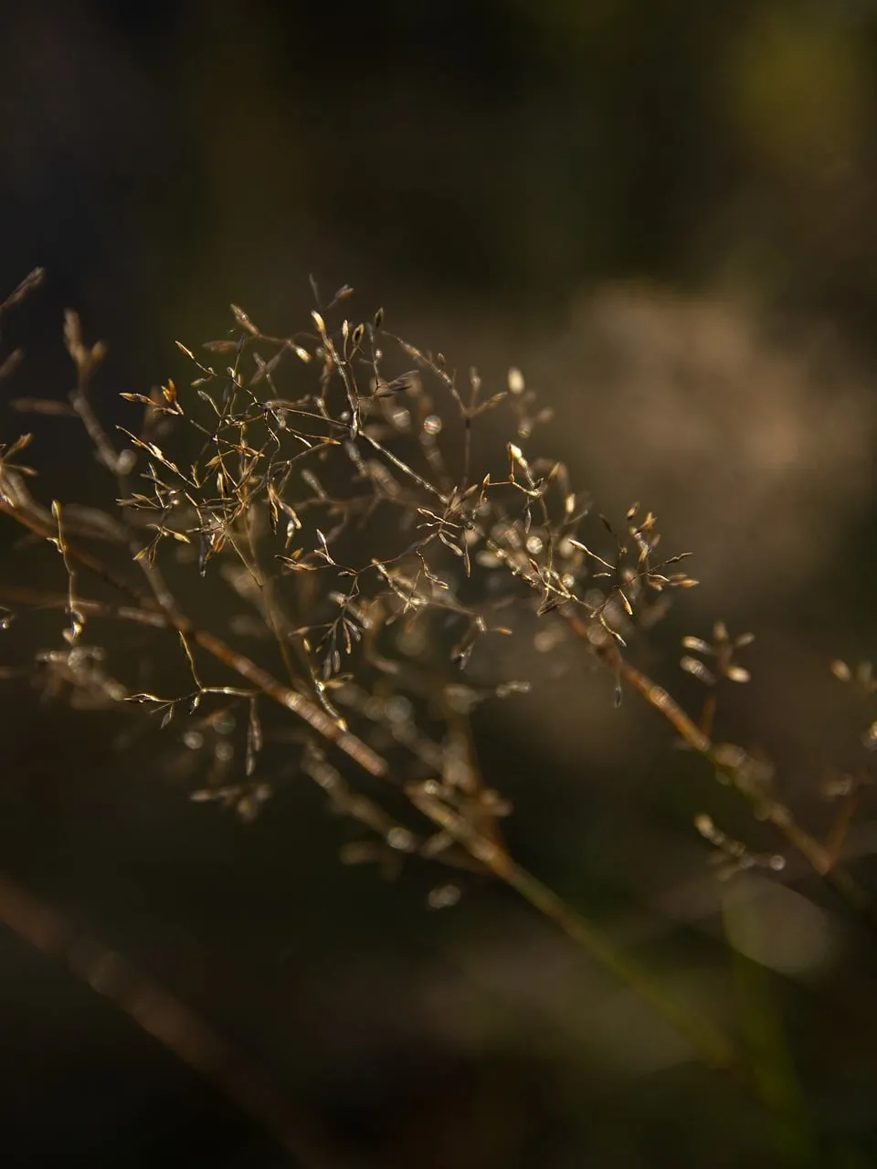 Golden Hour Glow: Delicate Dry Grass Macro