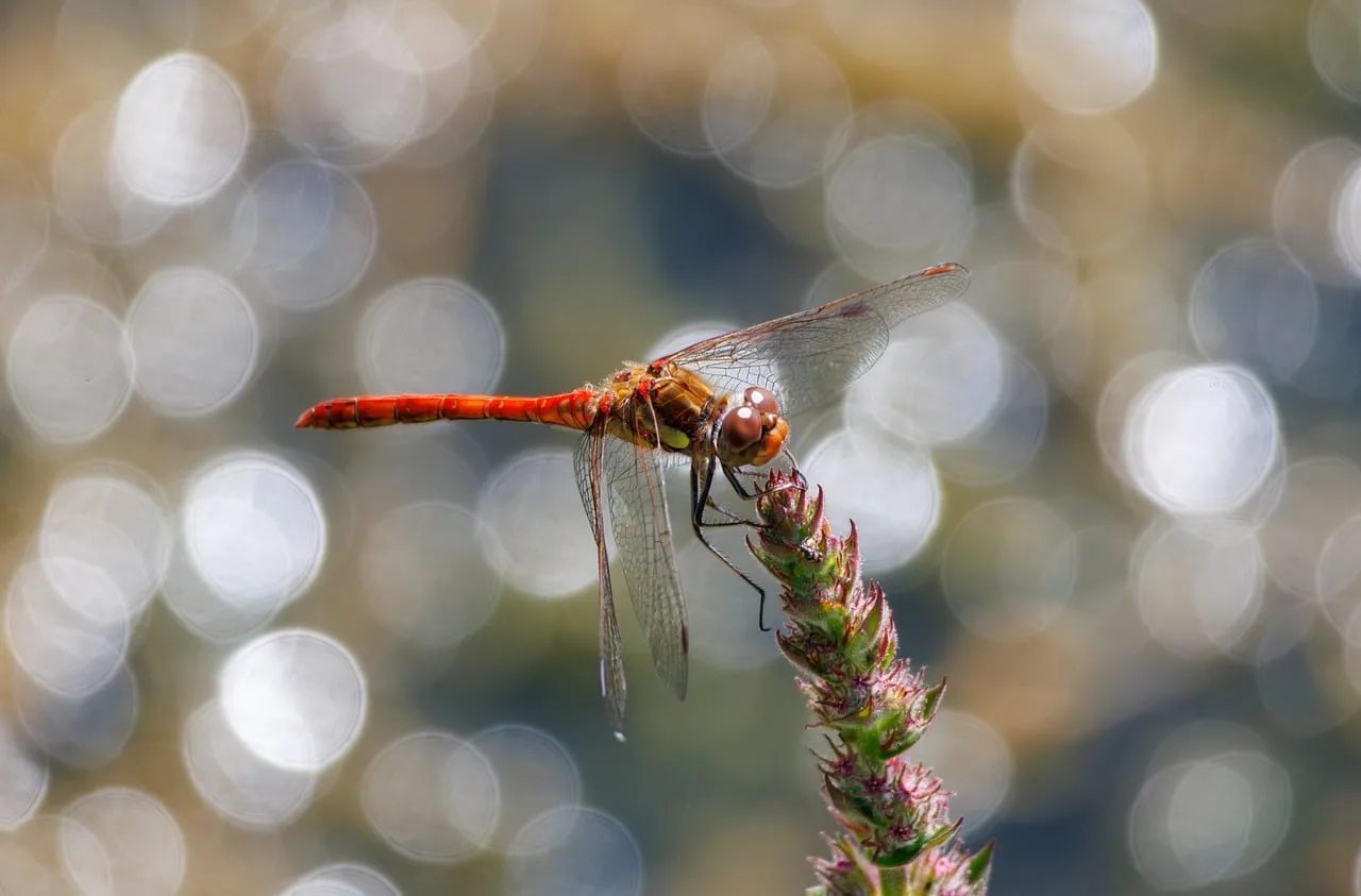 Vibrant Dragonfly Perched: Golden Nature Macro with Bokeh