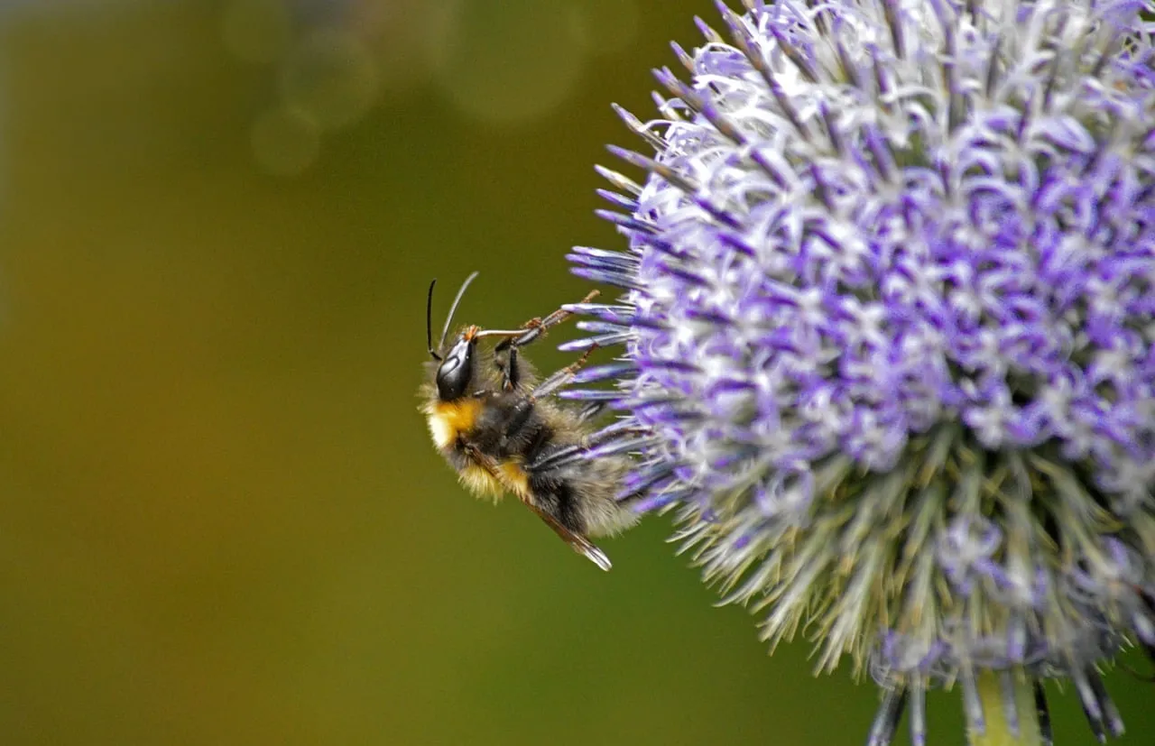 Vibrant Purple Thistle: Bumblebee's Nectar Oasis