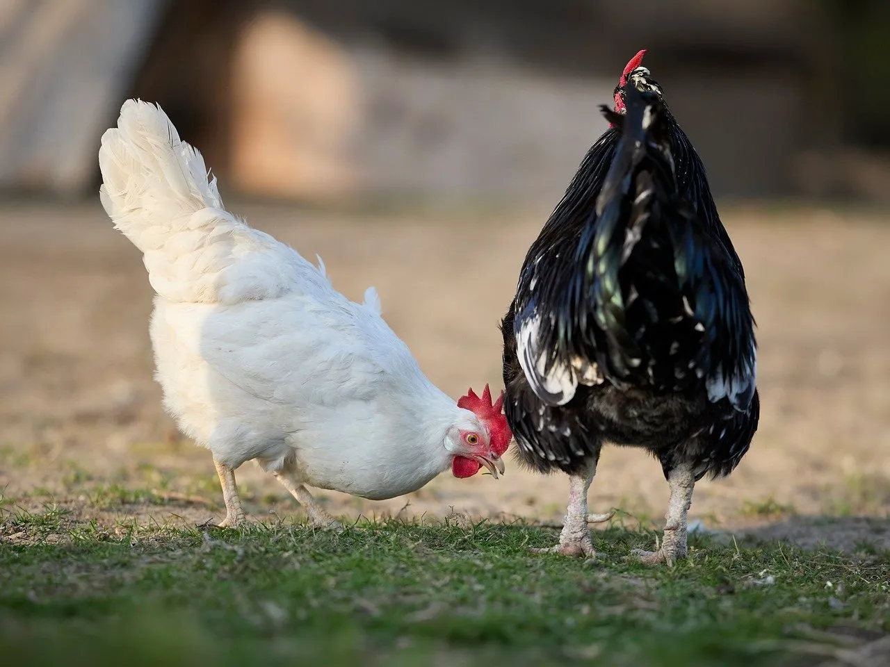 Charming Farm Duo: White Hen and Black Rooster in Natural Light
