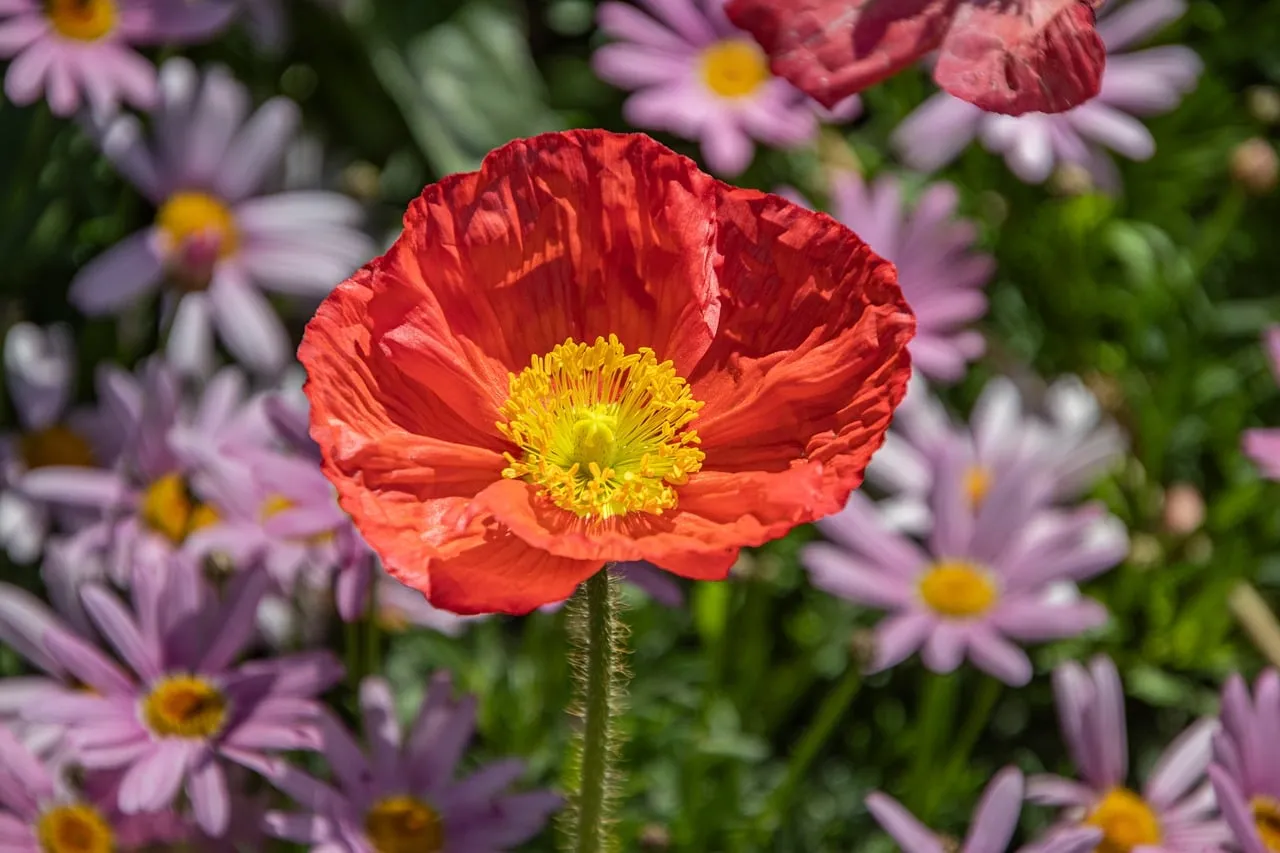 Vibrant Red Poppy: A Symphony of Spring Colors