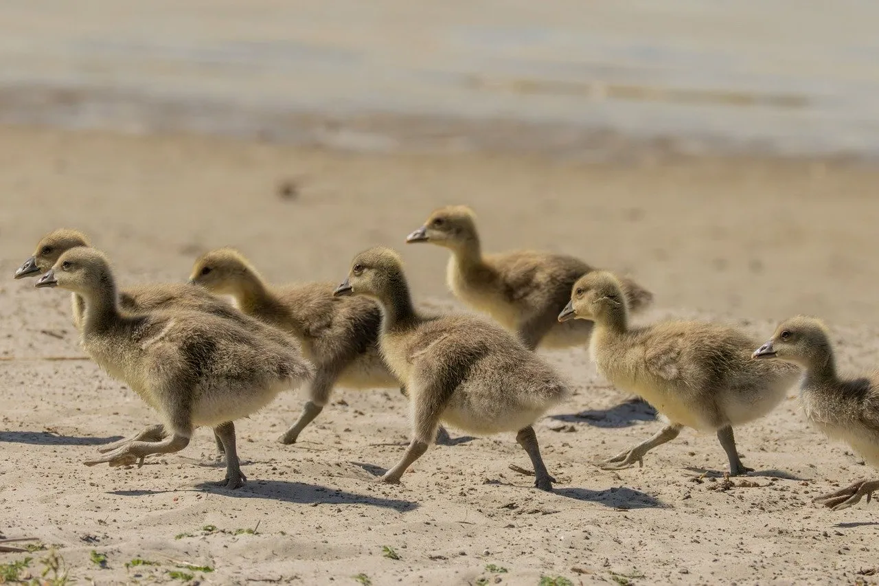 Adorable Ducklings Explore Sunny Beach Sands