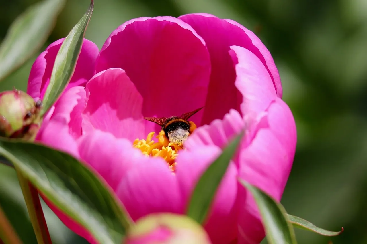Vibrant Peony Blossom: Bumblebee's Delight in Summer Garden