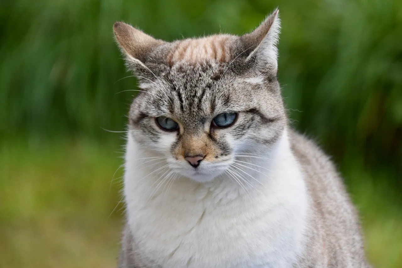 Enchanting Gaze: Striking Blue-Eyed Cat in Autumn Light