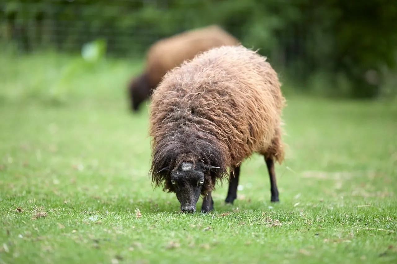 Charming Woolly Wanderer: Brown Sheep Grazing in Green Pasture