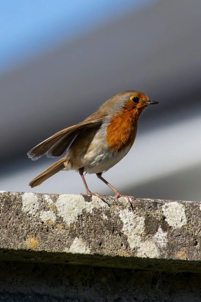 Vibrant Robin Perched: A Springtime Garden Jewel