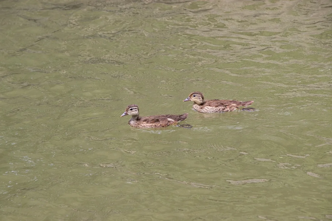 Charming Ducklings Gracefully Navigate Tranquil Spring Waters