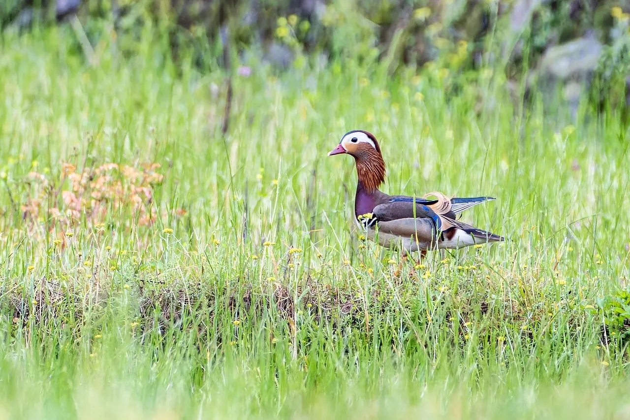 Vibrant Mandarin Duck Graces Lush Spring Meadow