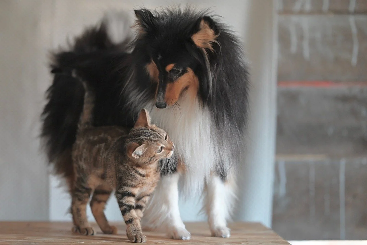 Unlikely Friendship: Collie and Kitten Companionship