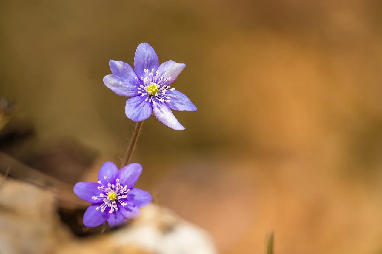 Vibrant Hepatica Blooms: Spring's Delicate Purple Awakening