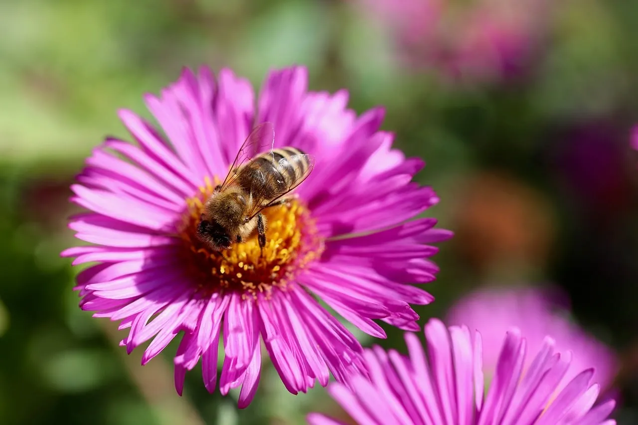 Vibrant Pink Aster: Honey Bee's Nectar Delight