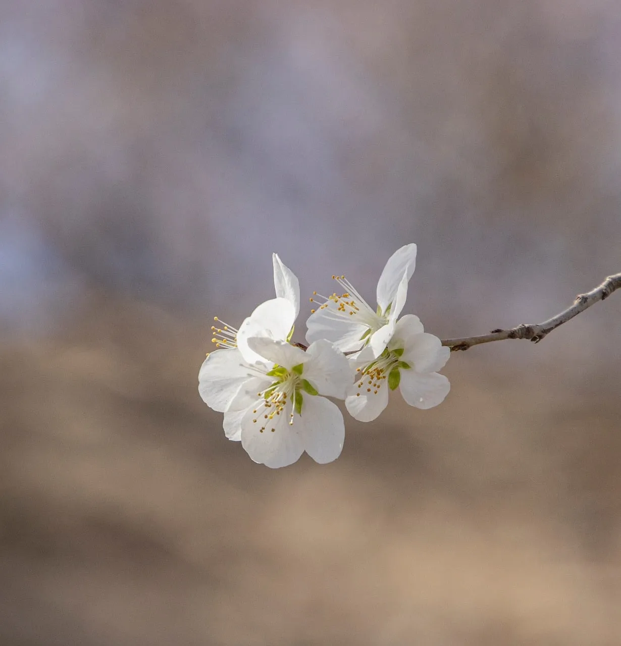 Exquisite White Winter Blossoms: Macro Elegance