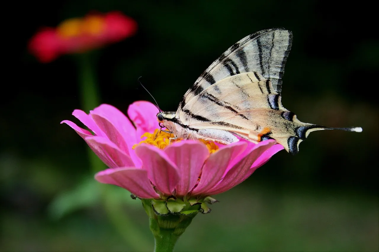Vibrant Scarce Swallowtail on Pink Zinnia Macro