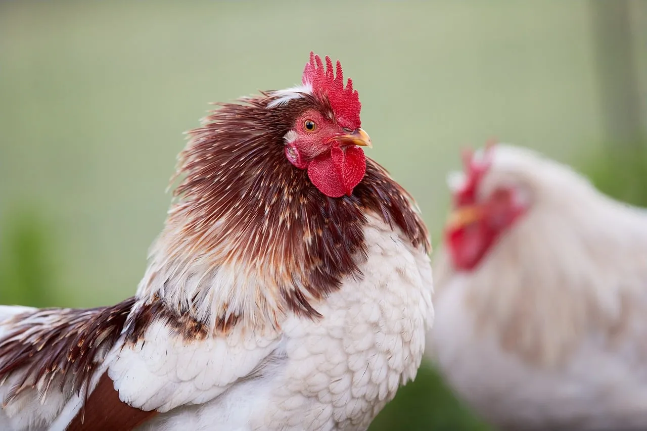 Vibrant Rooster Portrait: Striking Farm Animal Close-up