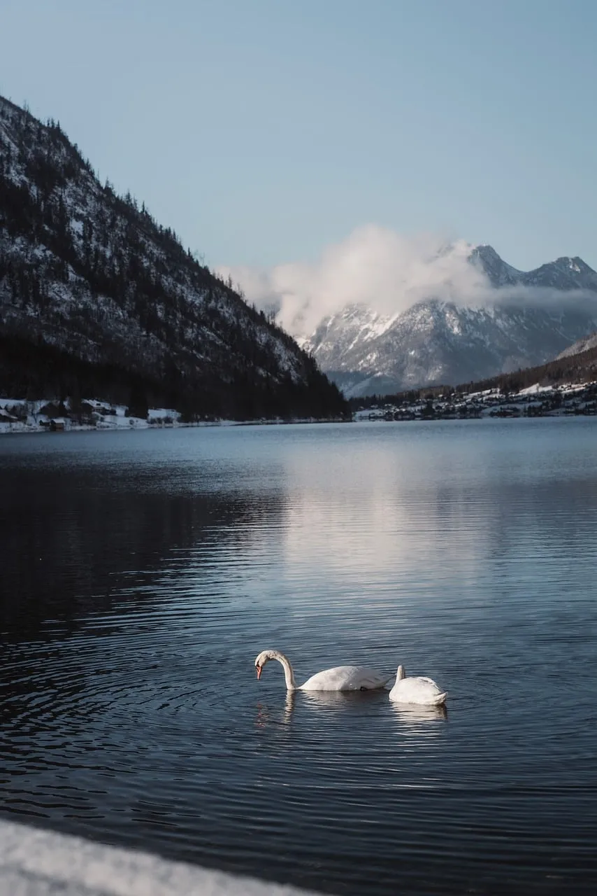 Serene Winter Lake: Swans Gliding Amidst Snowy Mountains