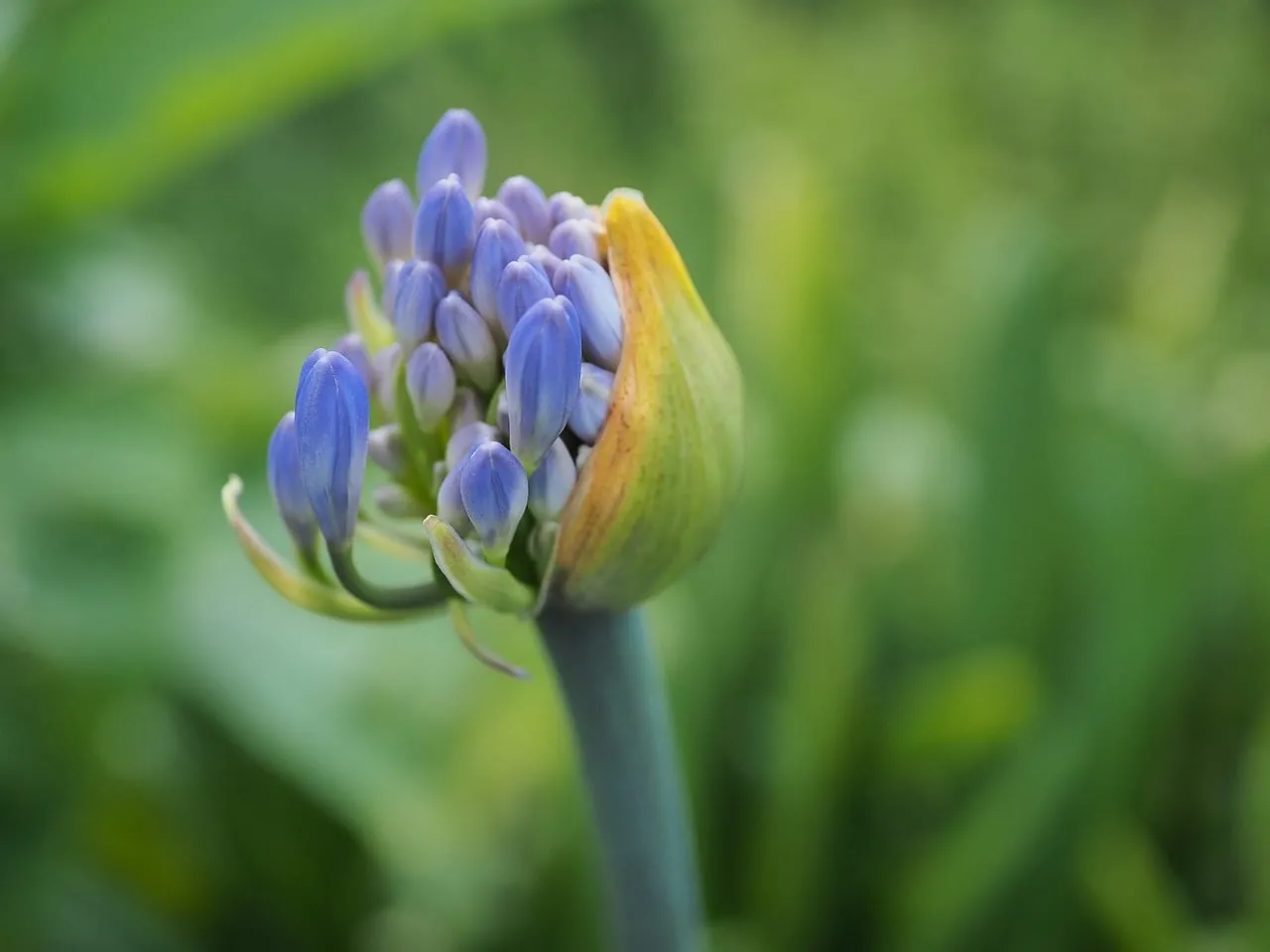Vibrant Purple Agapanthus Bud: Nature's Spring Awakening