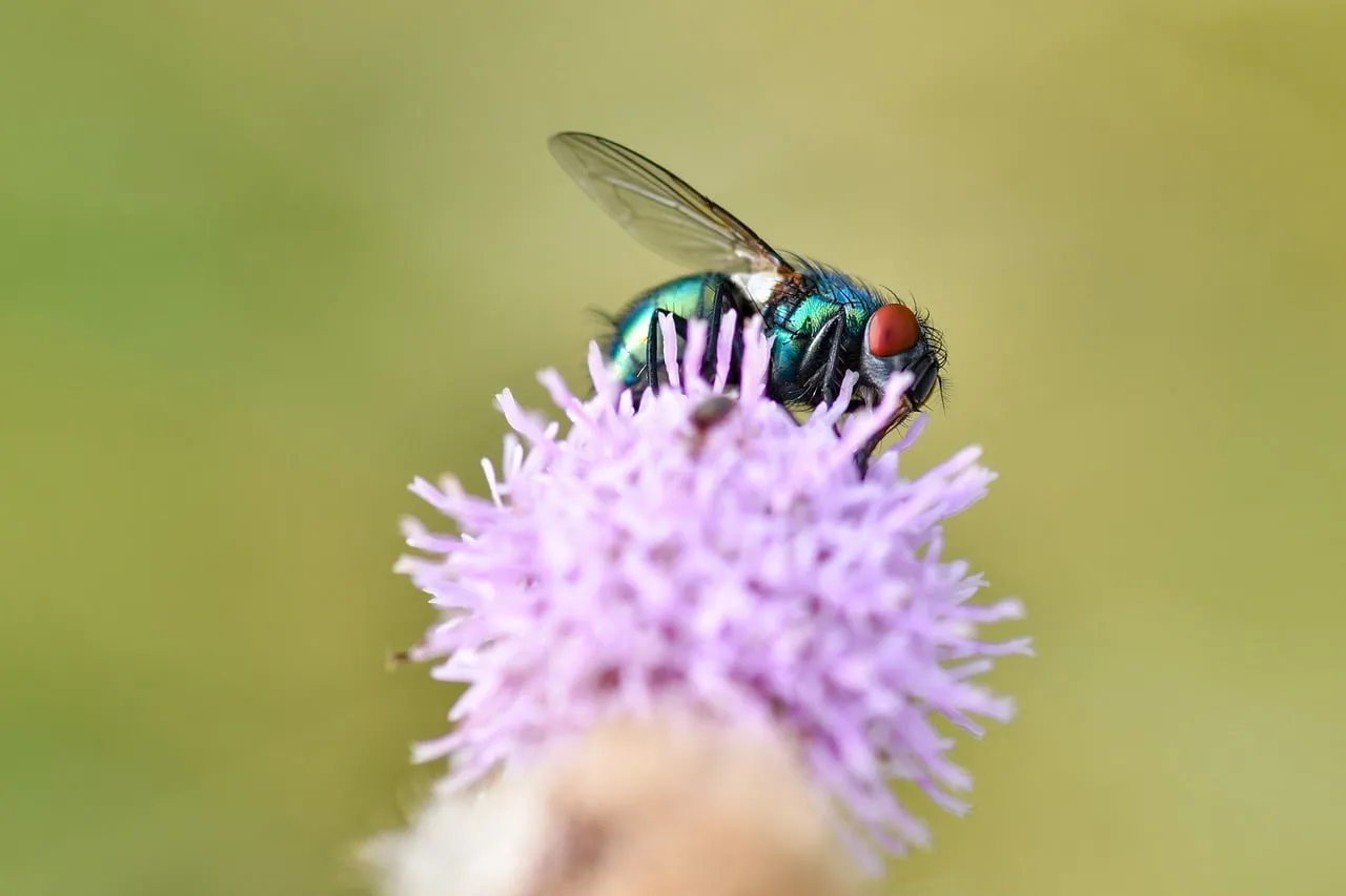Vibrant Macro: Jewel Fly on Thistle Bloom