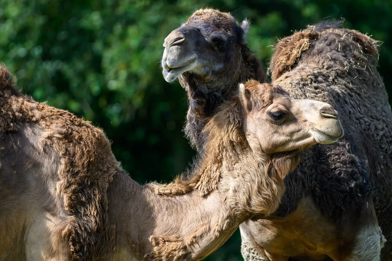 Majestic Dromedaries: Desert Wonders in Nature's Embrace