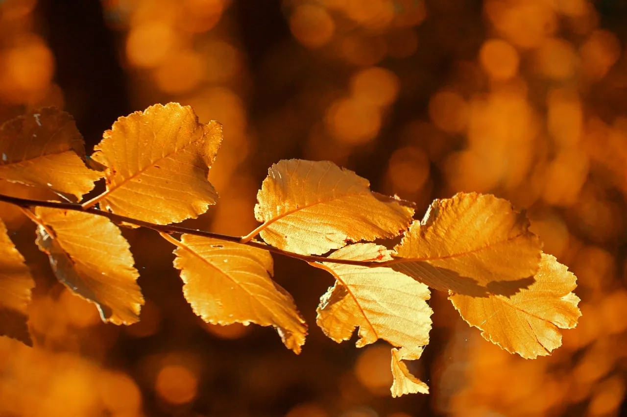 Golden Autumn Leaves: Nature's Radiant Bokeh Backdrop